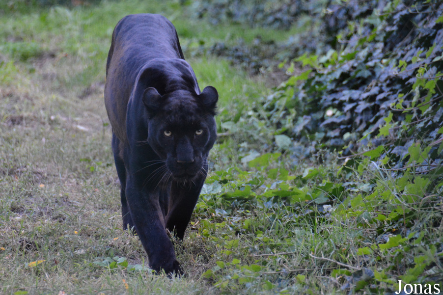 Panthera pardus