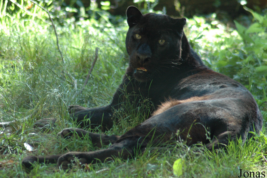 Panthera pardus