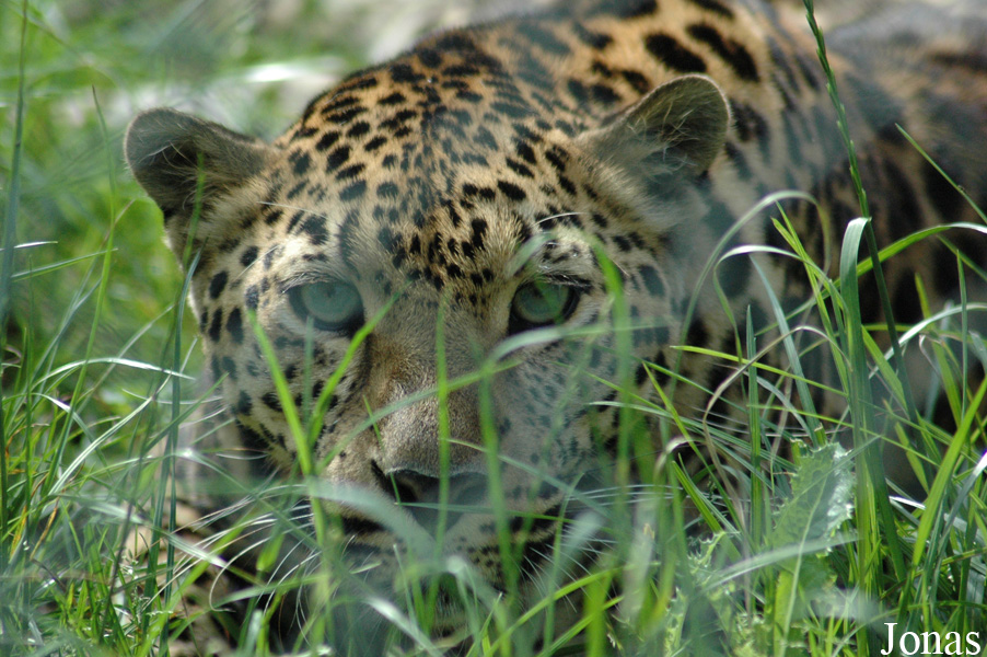 Panthera pardus