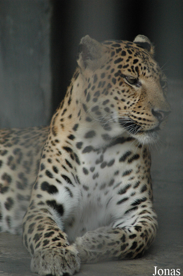 Panthera pardus