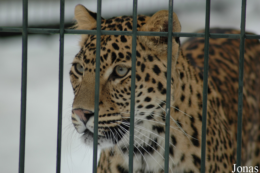 Panthera pardus fusca