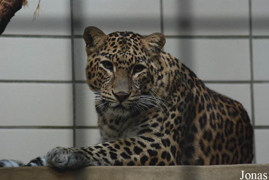 Panthera pardus fusca