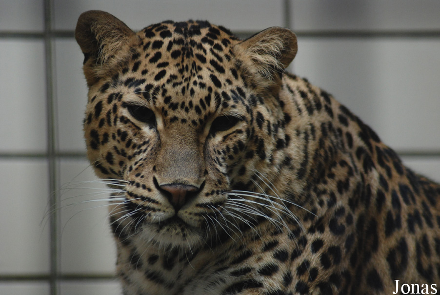 Panthera pardus fusca