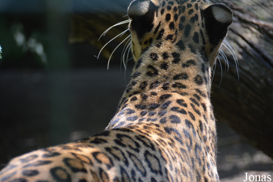 Panthera pardus fusca