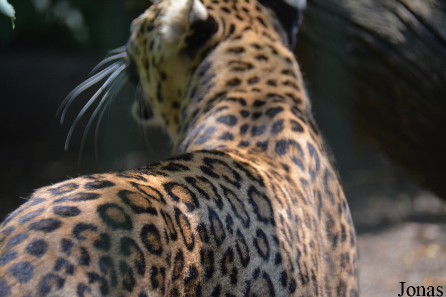 Panthera pardus fusca
