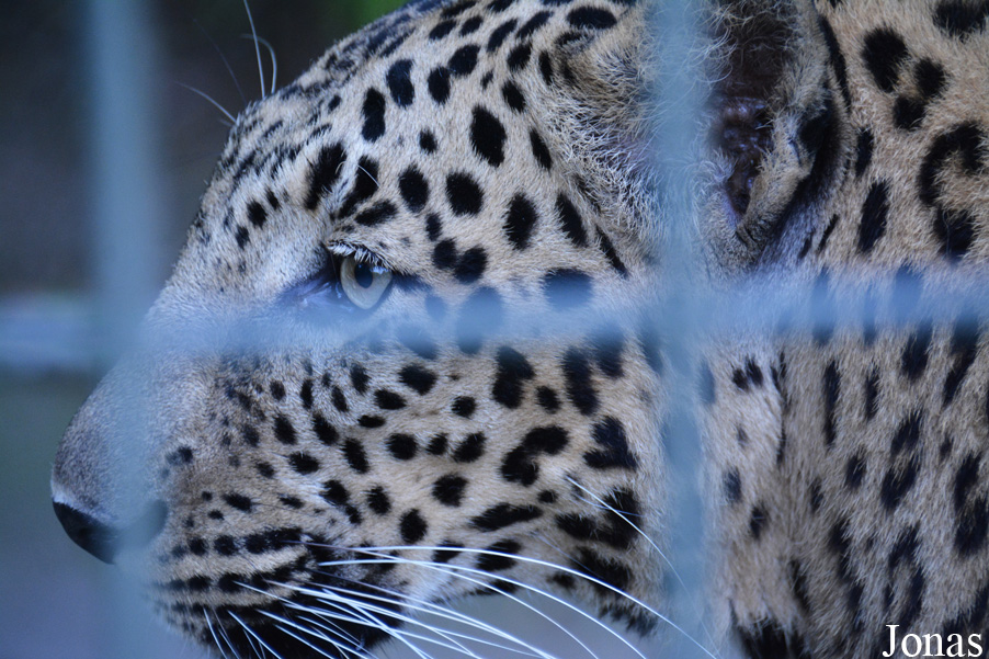 Panthera pardus fusca