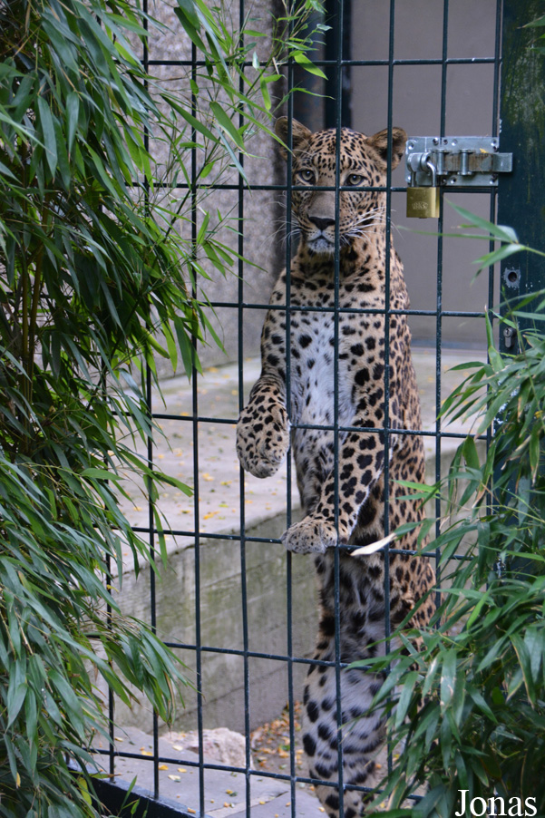 Panthera pardus fusca