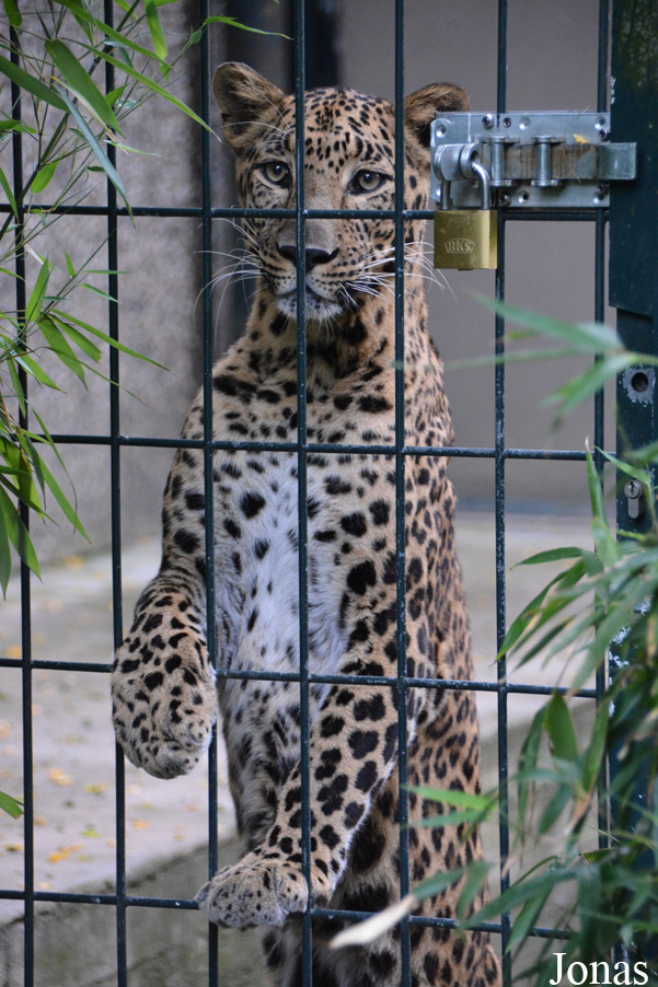 Panthera pardus fusca