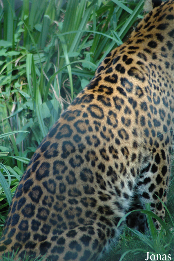 Panthera pardus japonensis