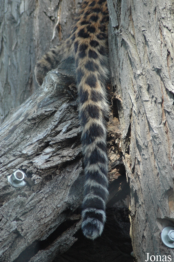 Panthera pardus japonensis