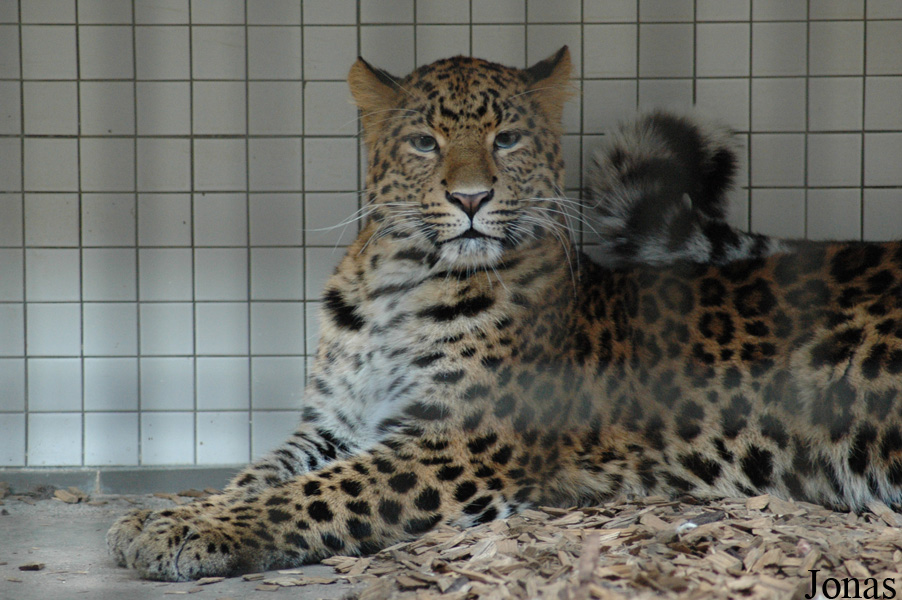 Panthera pardus japonensis