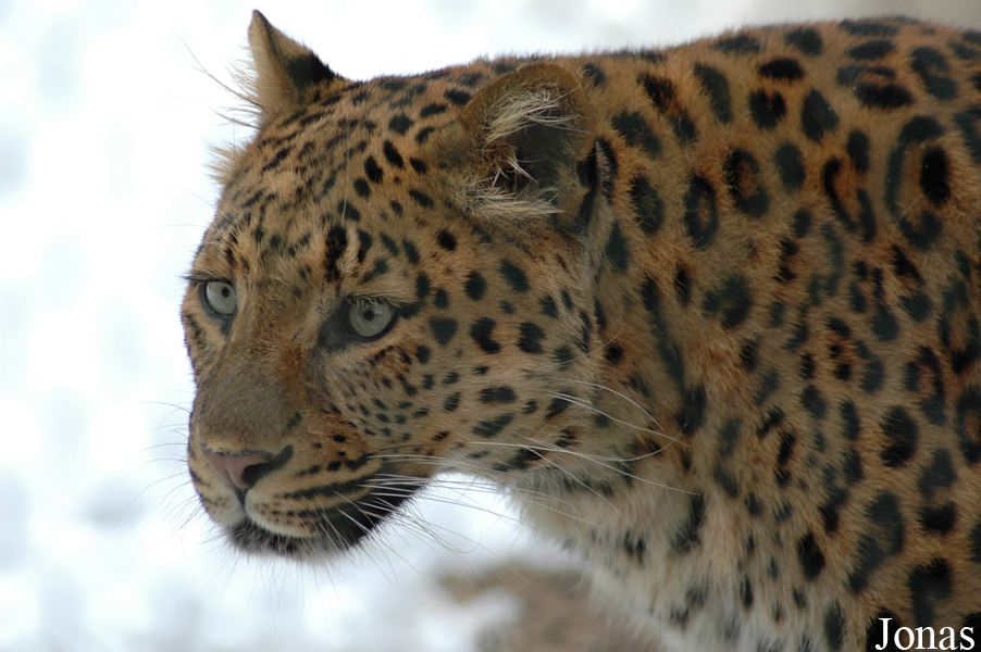 Panthera pardus japonensis