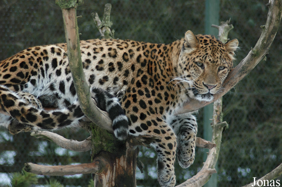 Panthera pardus japonensis