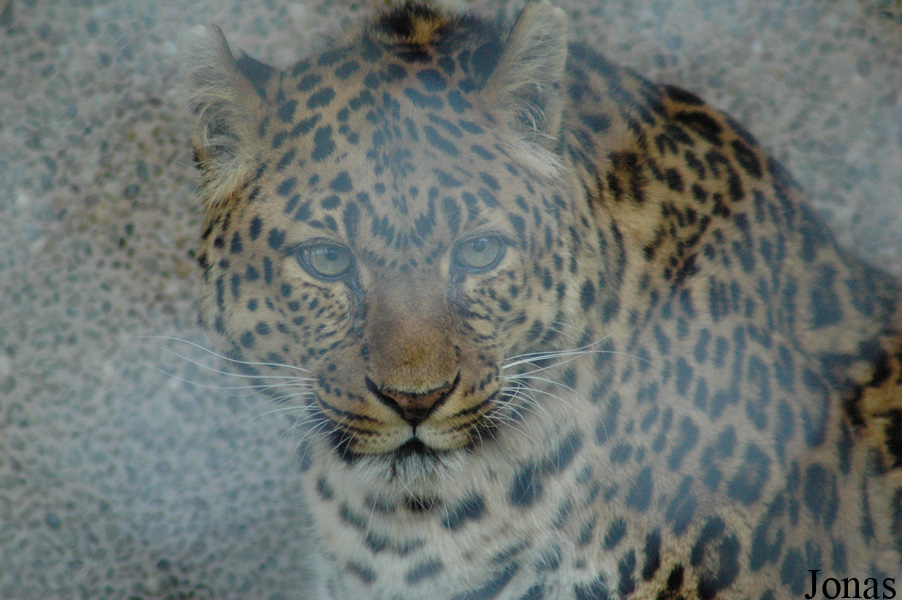 Panthera pardus japonensis