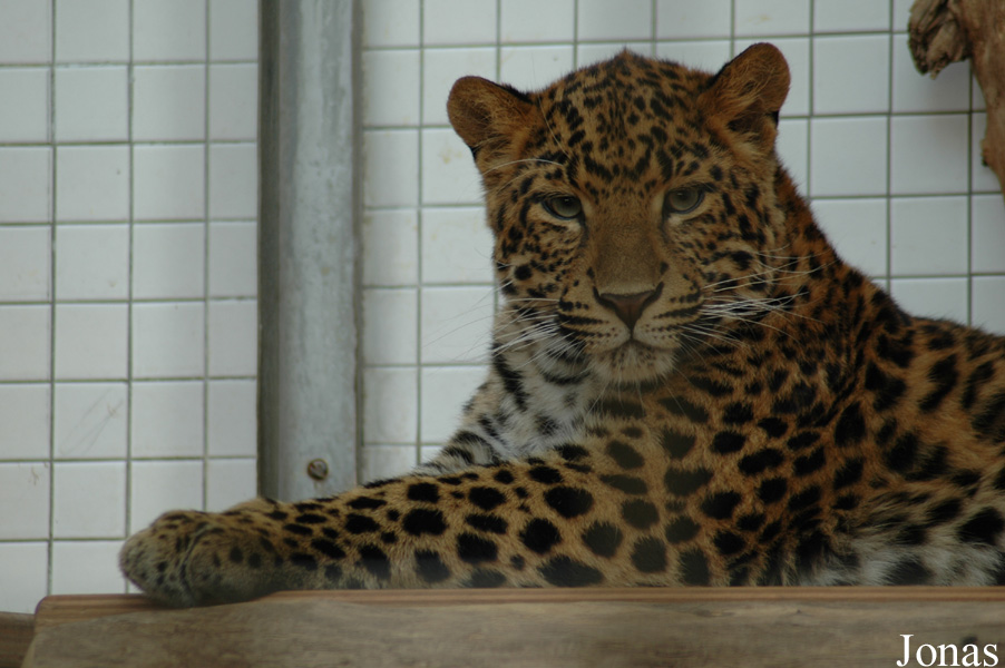 Panthera pardus japonensis