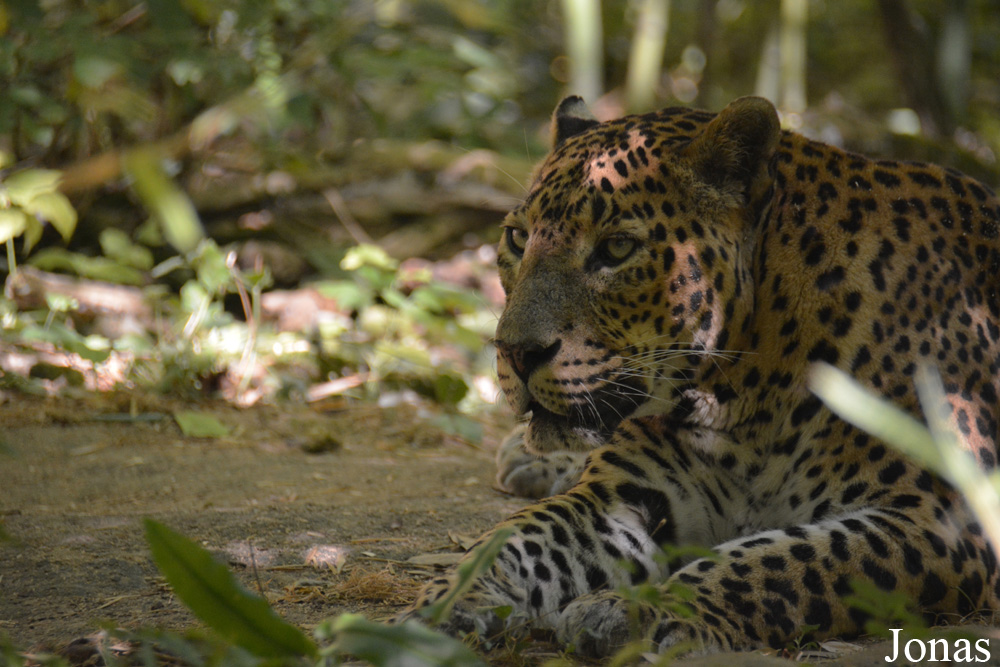 Panthera pardus kotiya