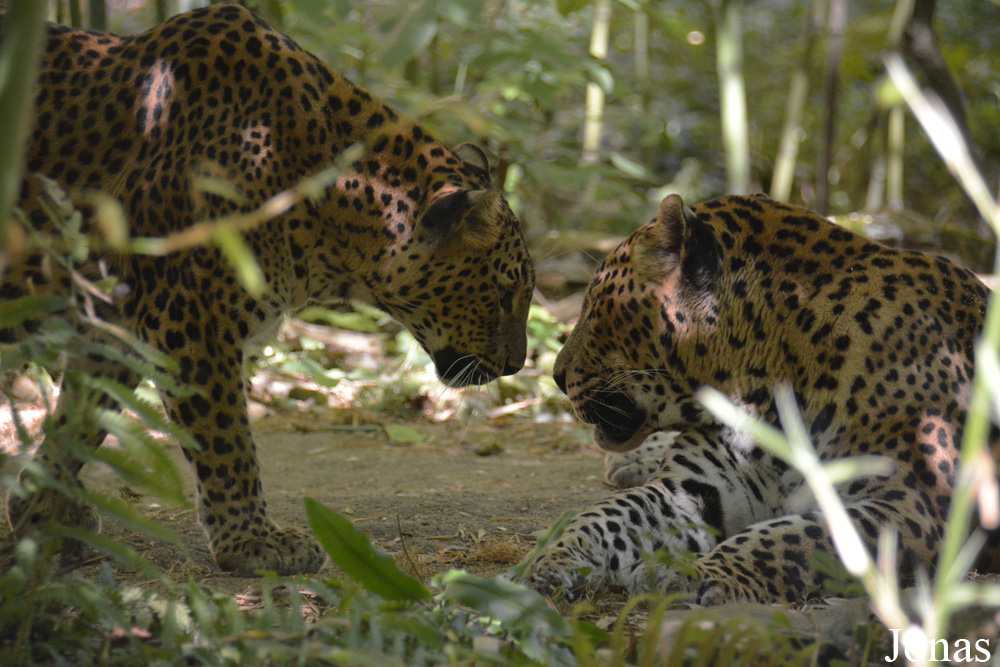 Panthera pardus kotiya