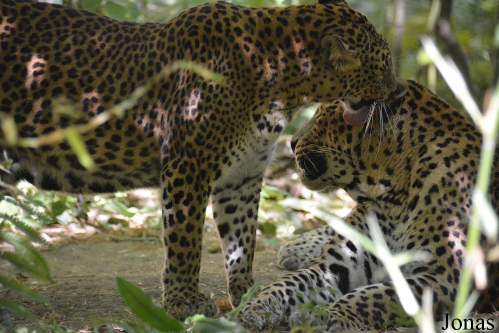Panthera pardus kotiya