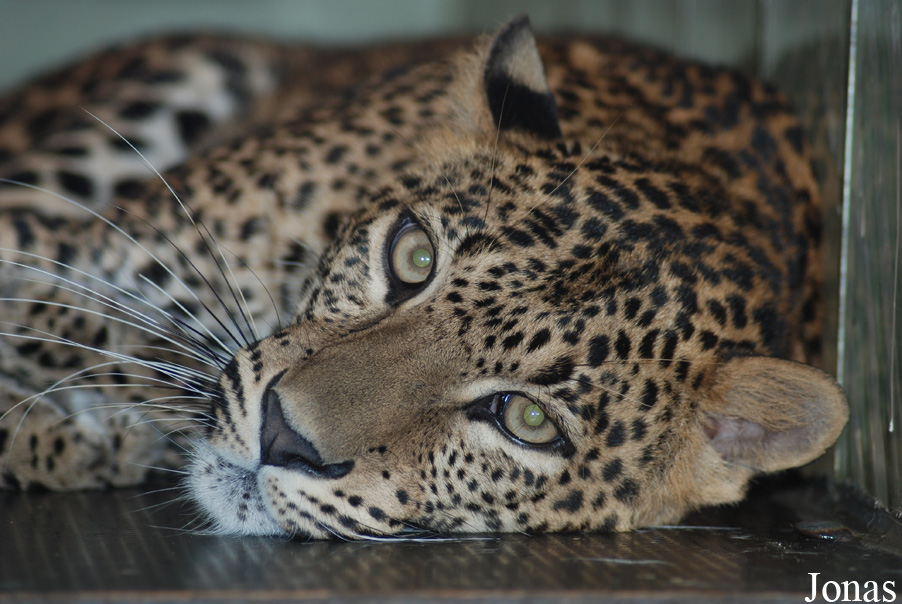 Panthera pardus kotiya