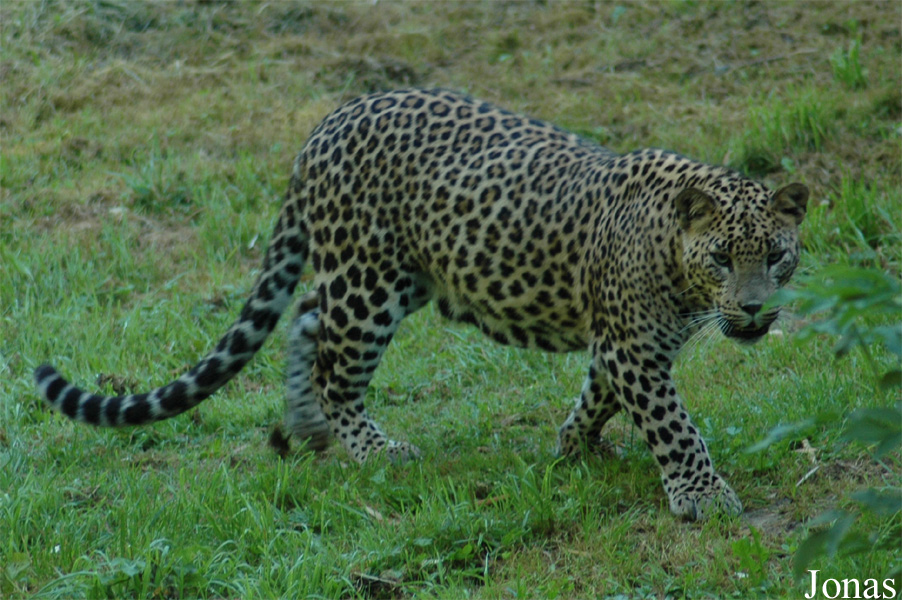 Panthera pardus kotiya