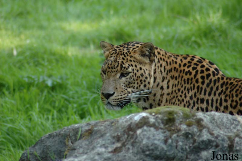Panthera pardus kotiya