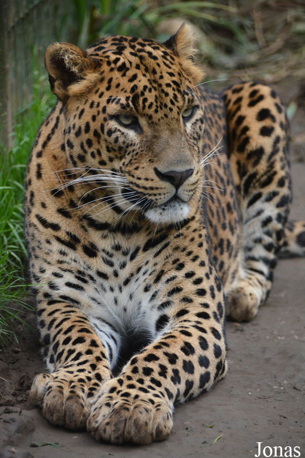 Panthera pardus kotiya