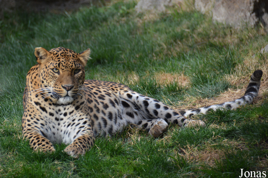 Panthera pardus kotiya
