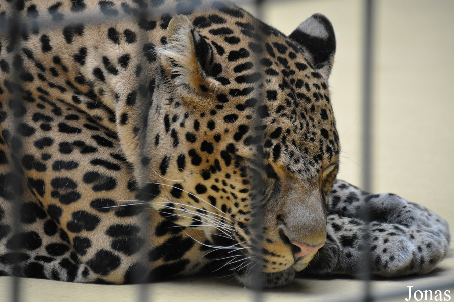 Panthera pardus melas