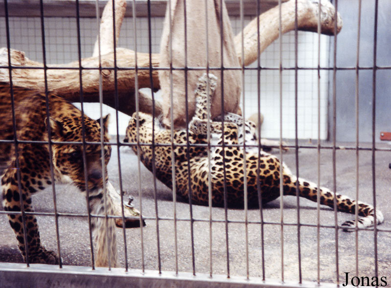 Panthera pardus melas