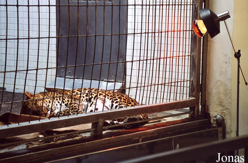 Panthera pardus melas