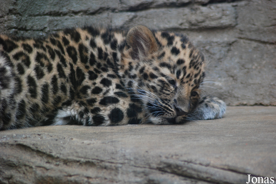 Panthera pardus orientalis