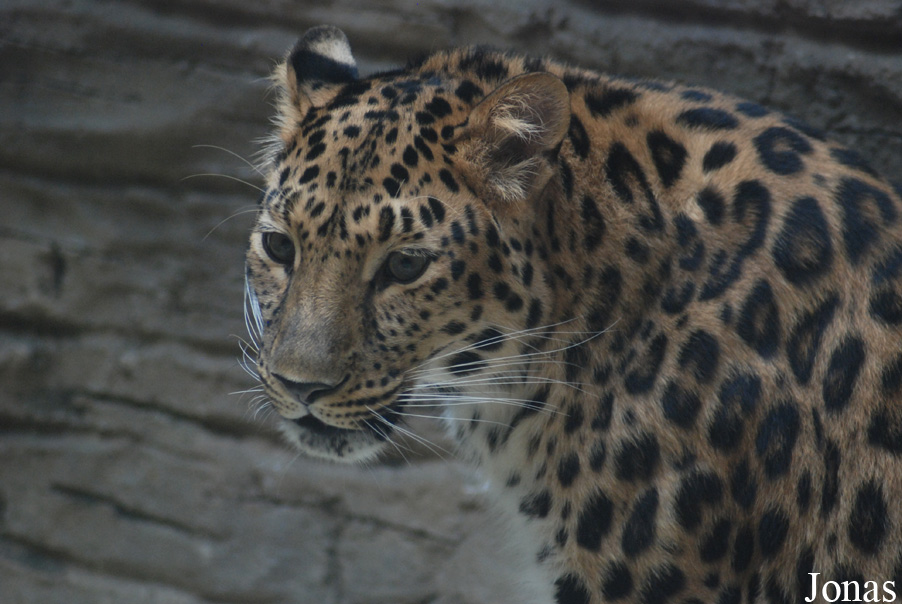 Panthera pardus orientalis