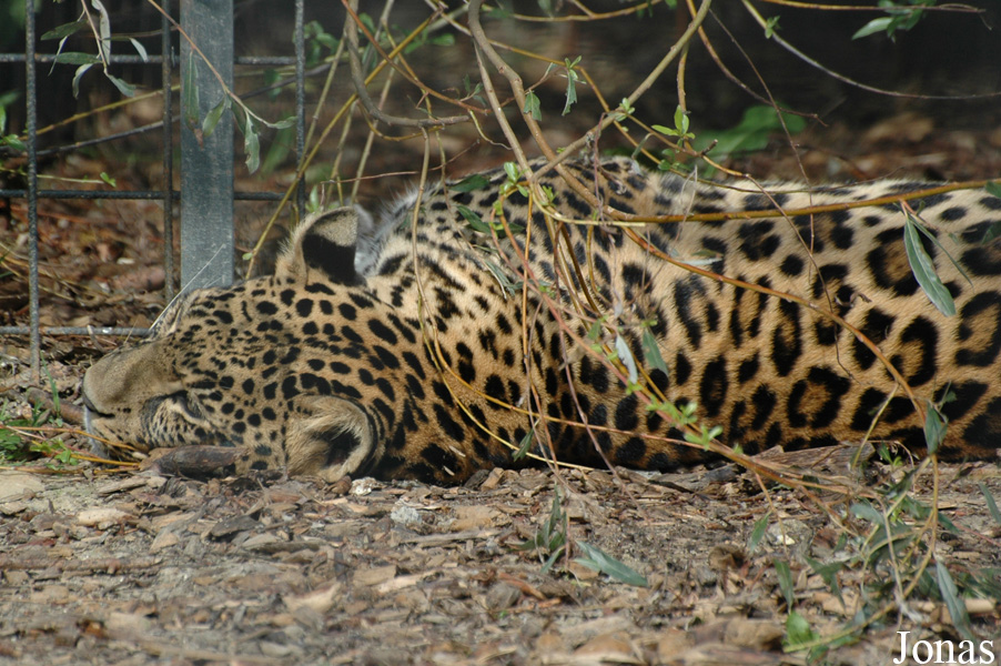 Panthera pardus pardus
