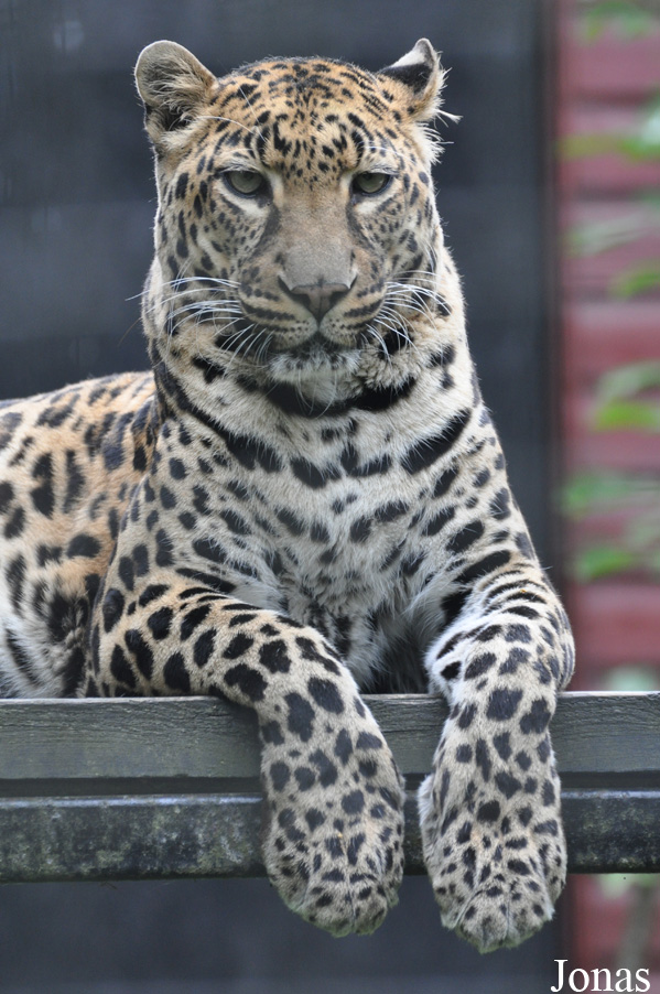 Panthera pardus pardus