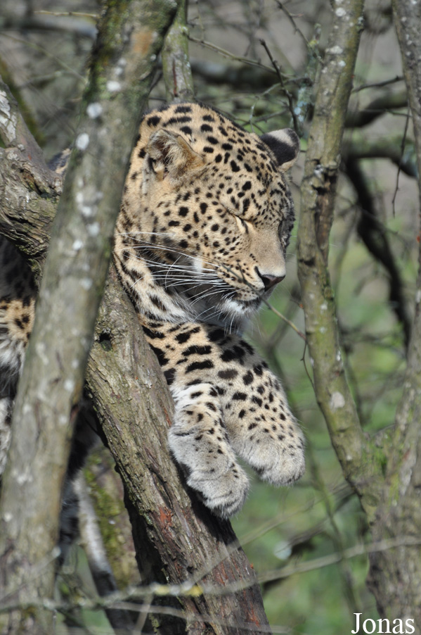 Panthera pardus saxicolor