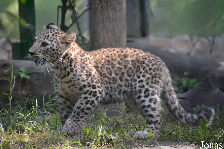 Panthera pardus saxicolor
