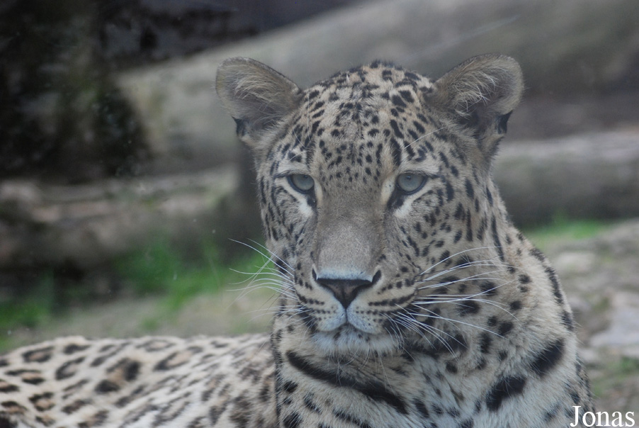 Panthera pardus saxicolor