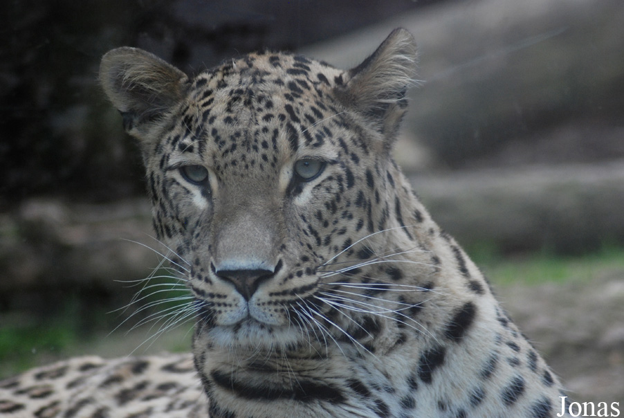 Panthera pardus saxicolor