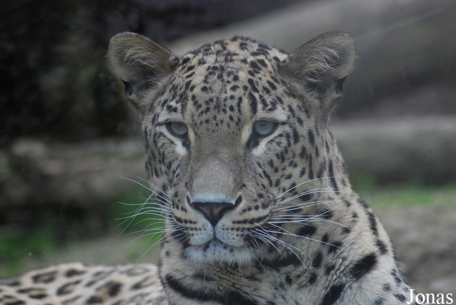 Panthera pardus saxicolor