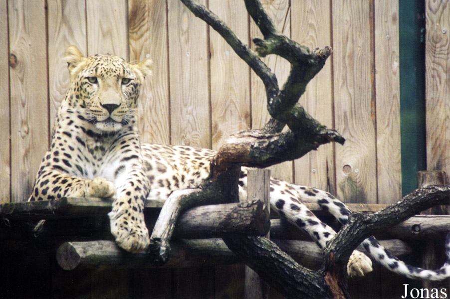 Panthera pardus saxicolor