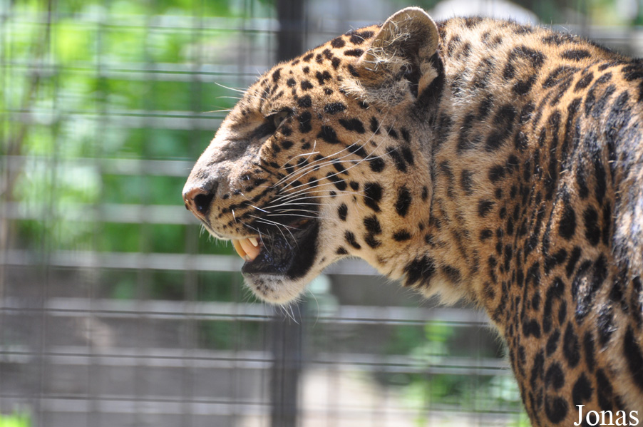 Panthera pardus shortridgei