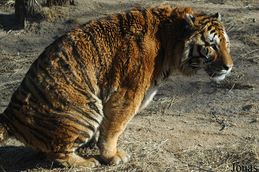 Panthera tigris