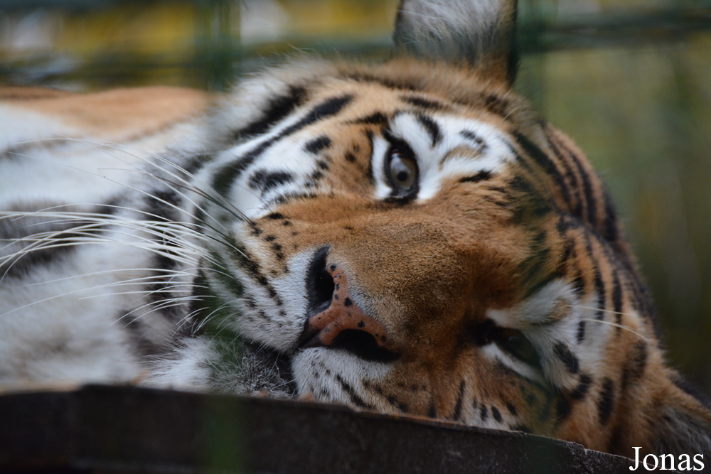 Panthera tigris