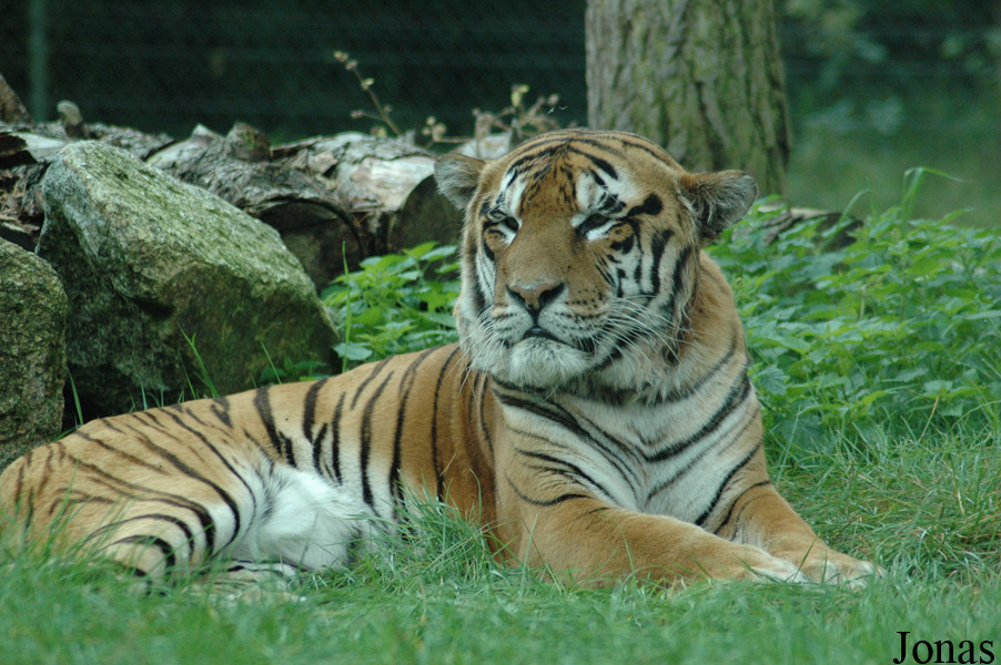 Panthera tigris