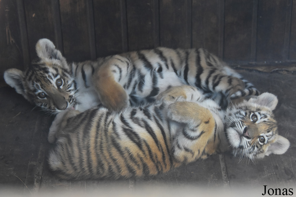 Panthera tigris