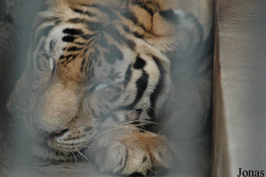 Panthera tigris
