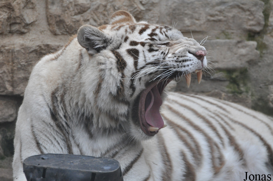 Panthera tigris blanc