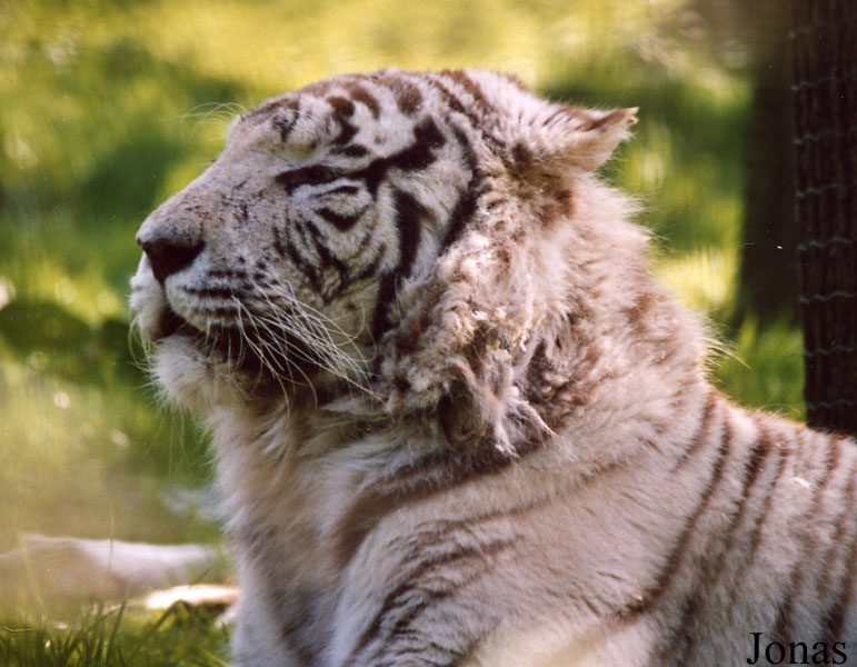 Panthera tigris blanc