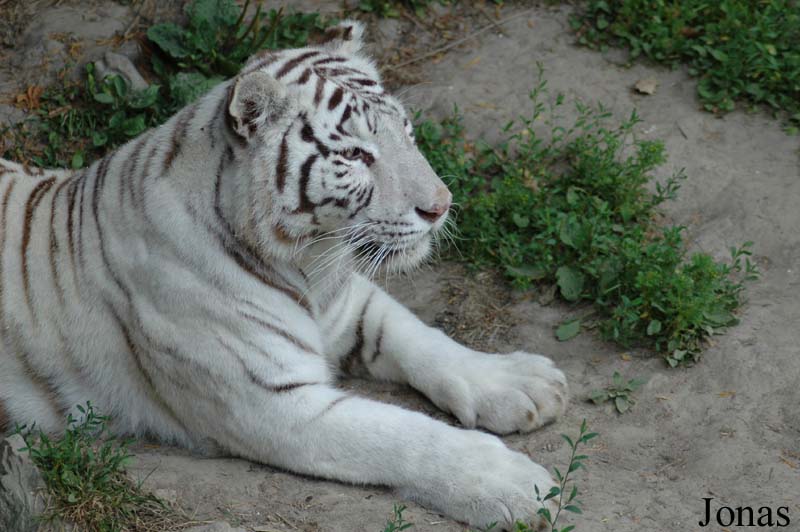 Panthera tigris blanc