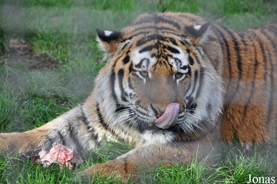 Panthera tigris altaica